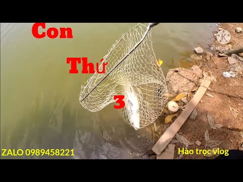 Câu Lục...Nắng Nóng Gần 40 Độ..Với Thính C5"""