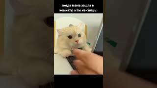 #кот #котики #хайп