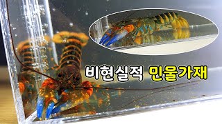 세상에서 가장 아름다운 민물가재 키우기 [오브리더]