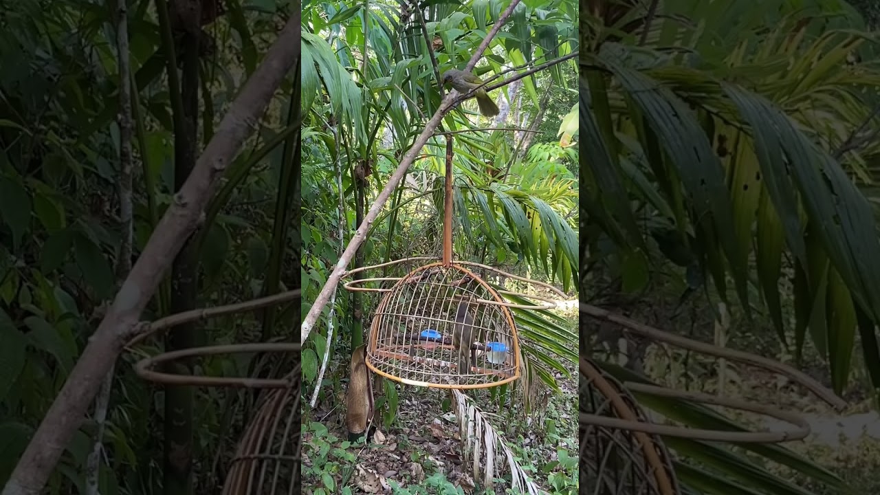 ต่อนกดอกแตง🙀Ep182😎พี่จเด็ดปะทะ❤️‍🔥เจ้าสุดยอดทางพร้าว👍บวดลูกเผ็ด หน้าเสือ กรงเกร็ก💪