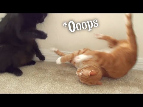 Funny Cat & Kitten Fails Compilation!