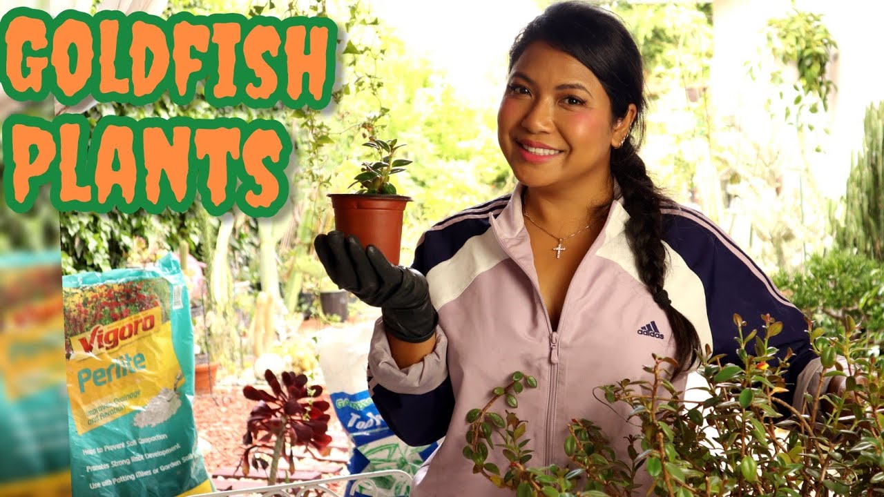 How To Grow Goldfish Plant At Home The Complete Guide