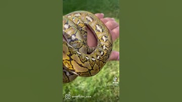 Kalaotoa Island Retic produced by Reach Out Reptiles #cl21024 #reachdreams #superdwarf  #shorts