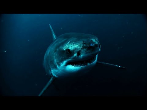 The Perfect Predator 