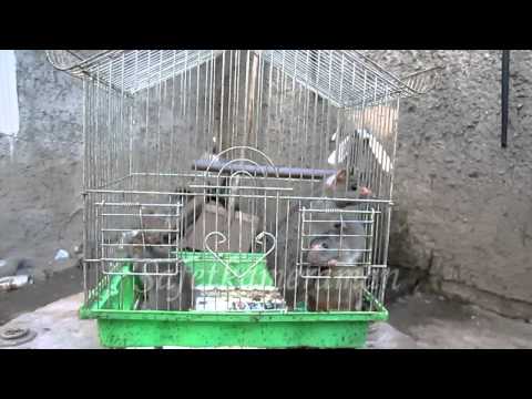 Видео: Как да се къпят декоративни плъхове