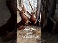 الحمام الراعبي الرجاء الاشتراك بالقناة 