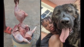 Daily diet of the BIGGEST DOGS in Africa!!! at SY TITAN KENNEL