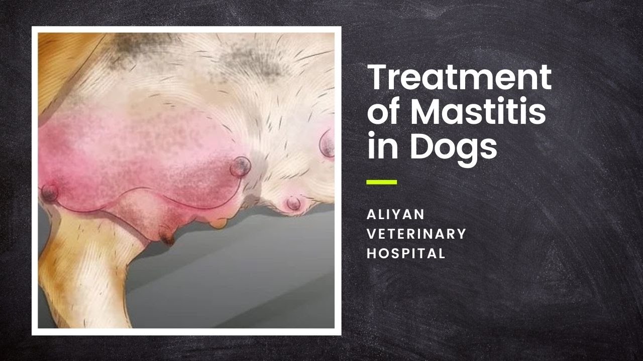 how do you treat mastitis in dogs