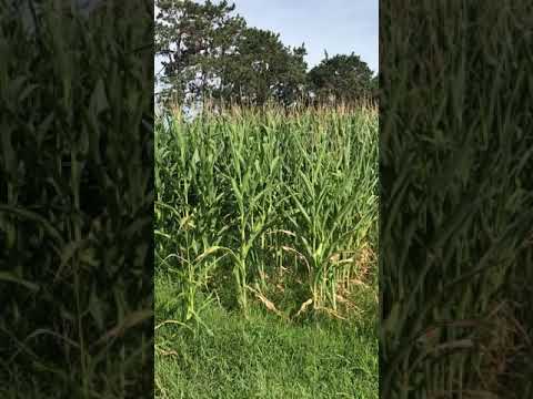 Nitrogen Fixing Corn Trials in Pepin County, WI 2020