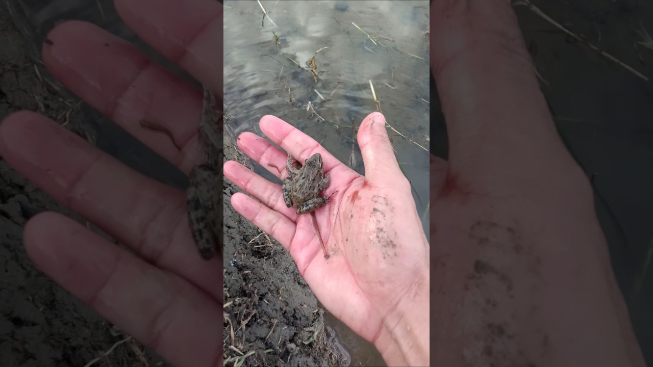 I tried to catch a big frog in the rice field 