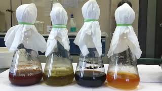 Studies on fungal pigments and their applications in dyeing textile fabrics