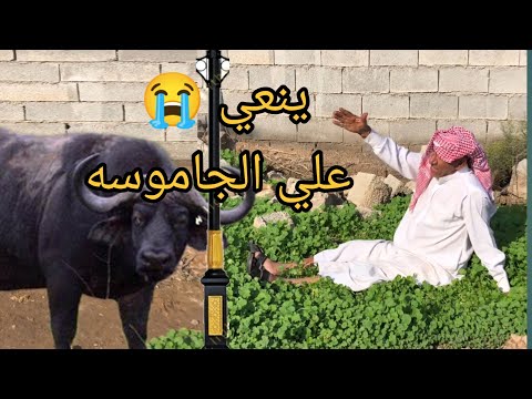 باعو الجاموسه ينعي علا الدواب نعي حزين اخايفه نعاوي