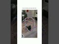 funny cat #trendingshorts #trending#funnyshorts #funnyvideo #youtubeshorts #animals#catlover#shorts