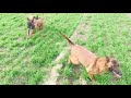 Племенные суки “Vyatkins’ Malinois” на прогулке