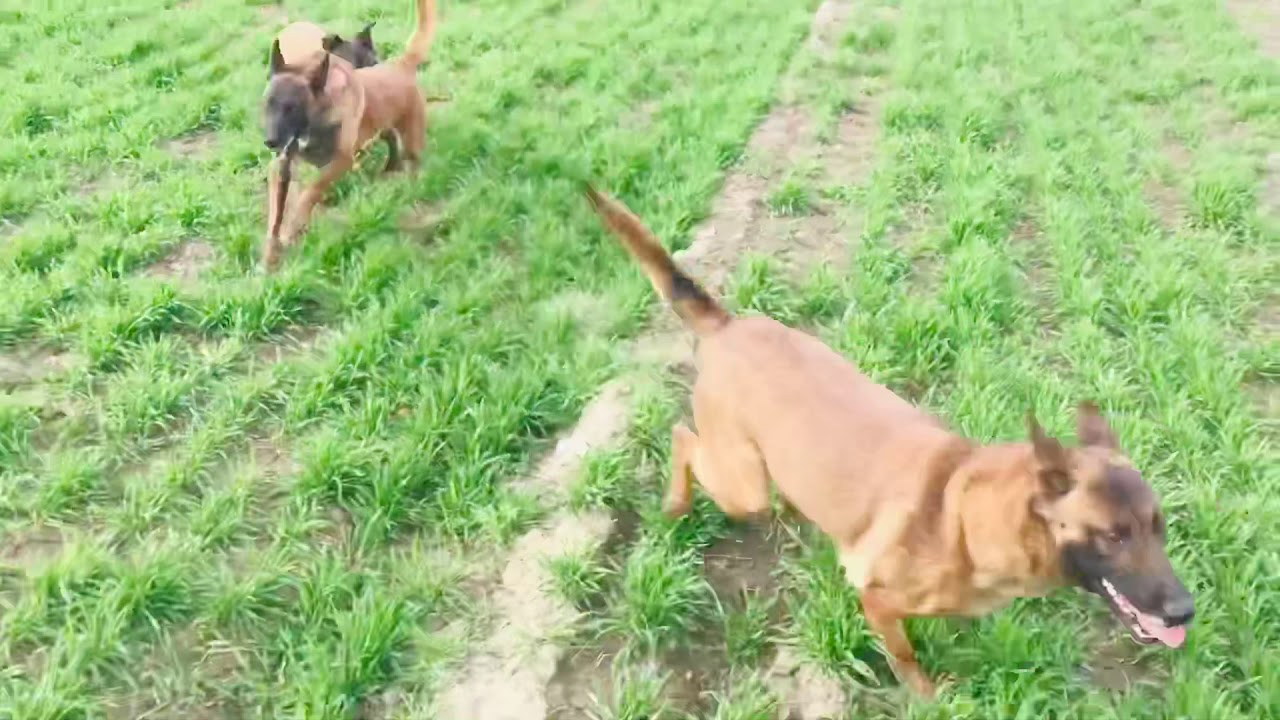 Племенные суки “Vyatkins’ Malinois” на прогулке