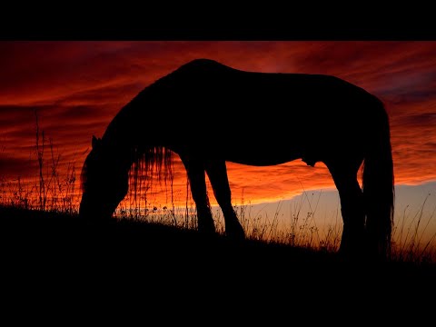 Relaxing Guitar Music and Horses in Nature - Stress Relief
