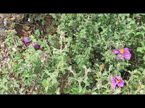 Βίντεο: Μαζεύοντας φύλλα δάφνης - Πώς να μαζέψετε φύλλα δάφνης από τον κήπο