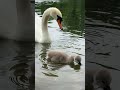 "A cygnet feeds next to its mum on the Serpentine in the morning 🦢🐣🌿🌊"
