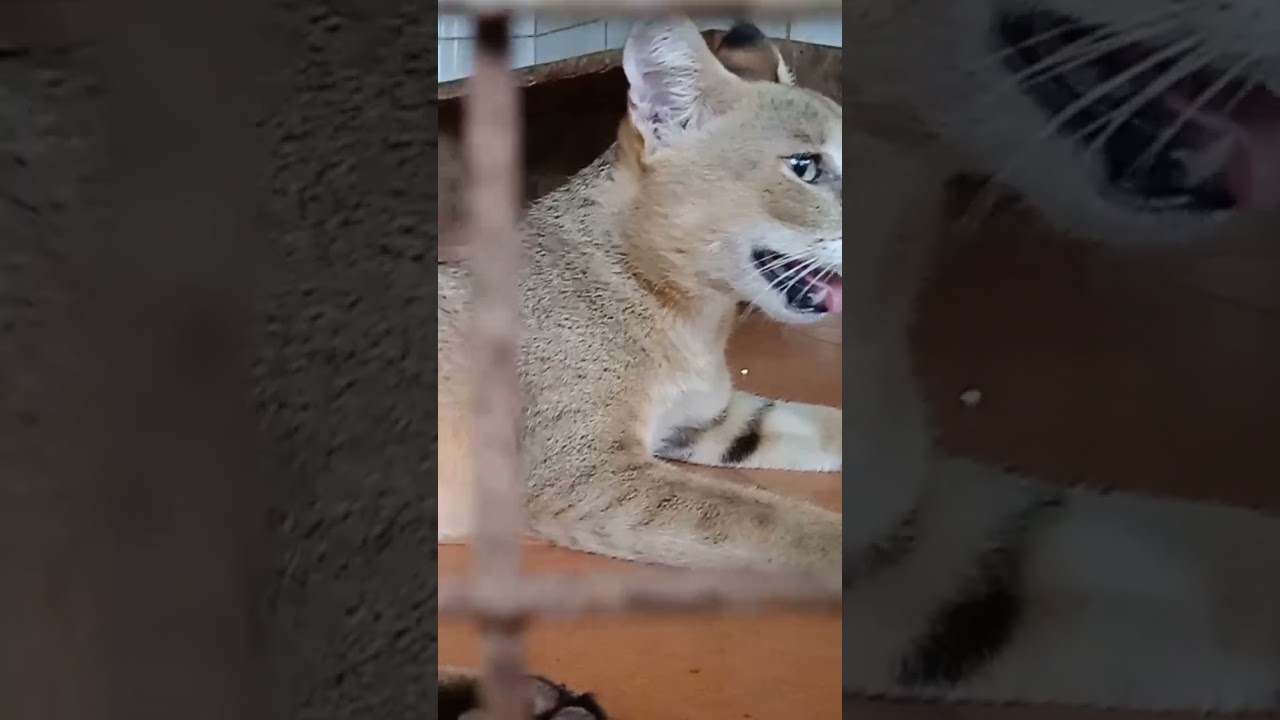 Goa Tourism - Bondla Wildlife Sanctuary