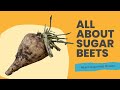 All about sugar beets 13  alberta sugar beet growers