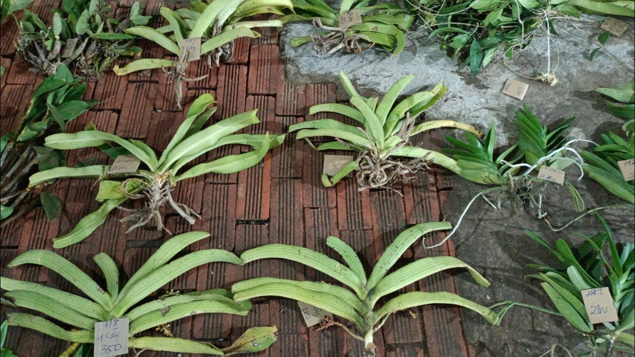 lan rừng bé hai 19/1/26.Lh0942807510.em mời cả nhà mình vào xem bao ship toàn quốc 