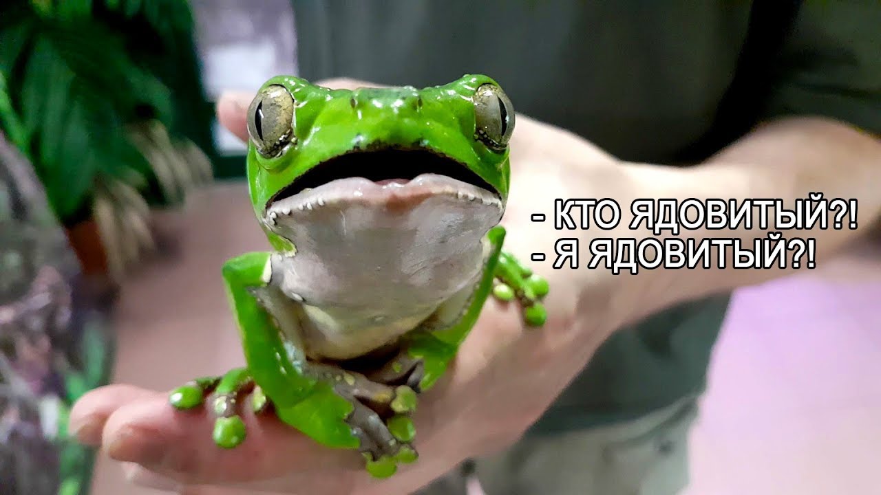 Monkey-frog (Two-tone Phyllomedusa). Feeding and telling about its  miraculous features. - YouTube
