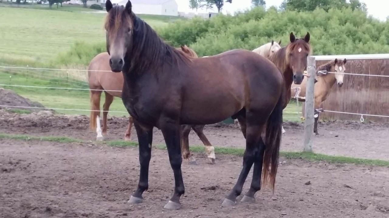 Rio's Imperial Crown GS