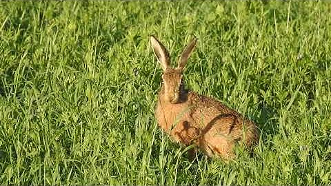Close up video of a curious hare