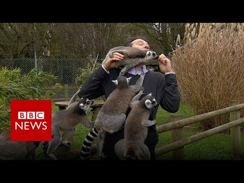 BBC reporter mobbed by lemurs - BBC News