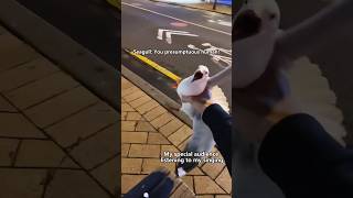 Seagull Coreseagulls funnytiktok foryou animals funnyanimals