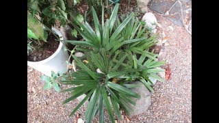 Best Hardy Palm for a cold climate