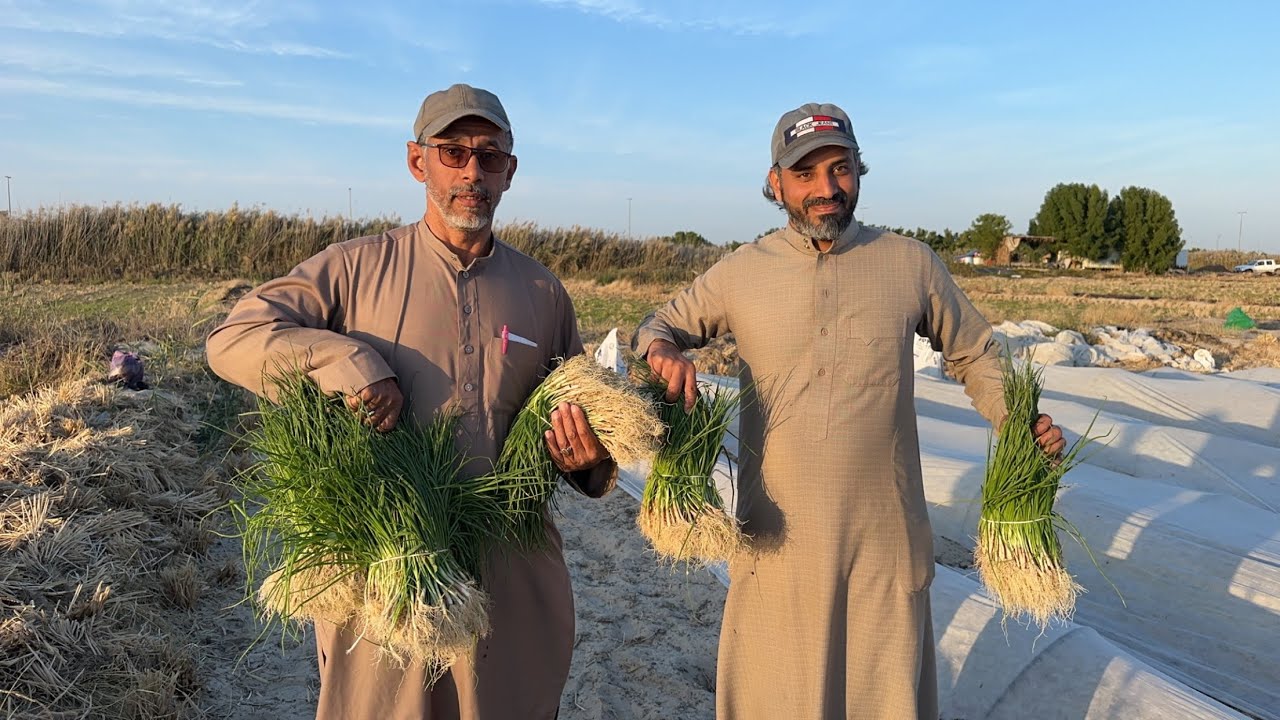 طريقة زراعة البصل الحساوي مع الزعيم ابو سلمان