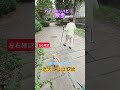 #トイプードル #シニア犬