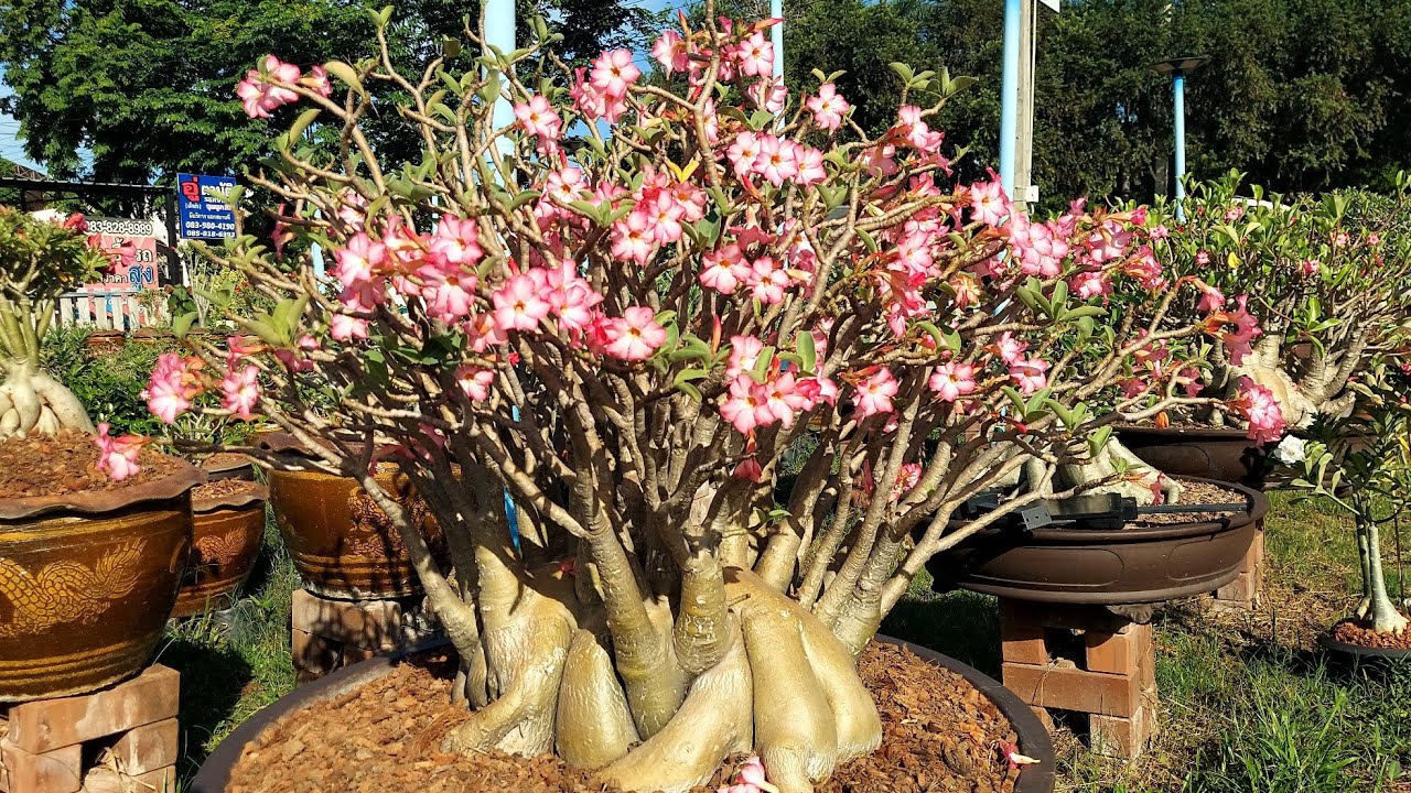 ต้นชวนชมสวยๆไอดีไลน์.  @littlegarden 