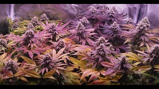 SEED to HARVEST - Lemon Pie ( Amnesia Haze x Skunk 1 )