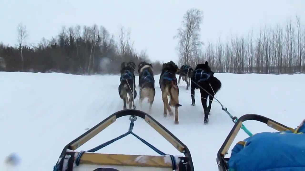 sledding dogs Yellowknife,north pole ,Feb 2,2014 YouTube