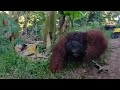 DETIK-DETIK ORANG UTAN NGAMUK DITEMPAT KERJA