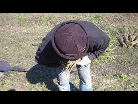 Как можно легче всего связать метлу из дерезы