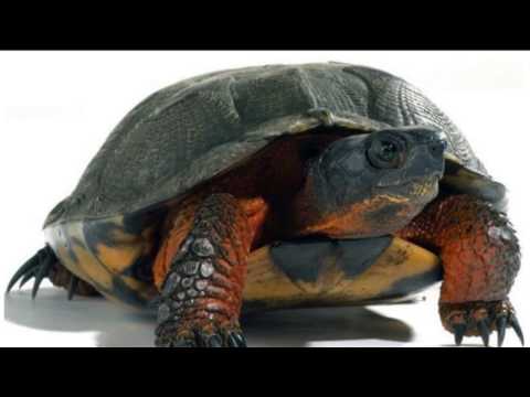 cuanto viven las tortugas hqdefault
