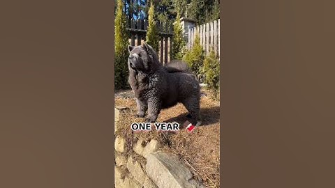 One Month to One Year Chow chow dog transformation #feed #dog #cute #chowchow #song #shots #dog#love