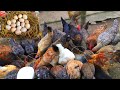 Rice bran + salt! Special formula for super egg chickens