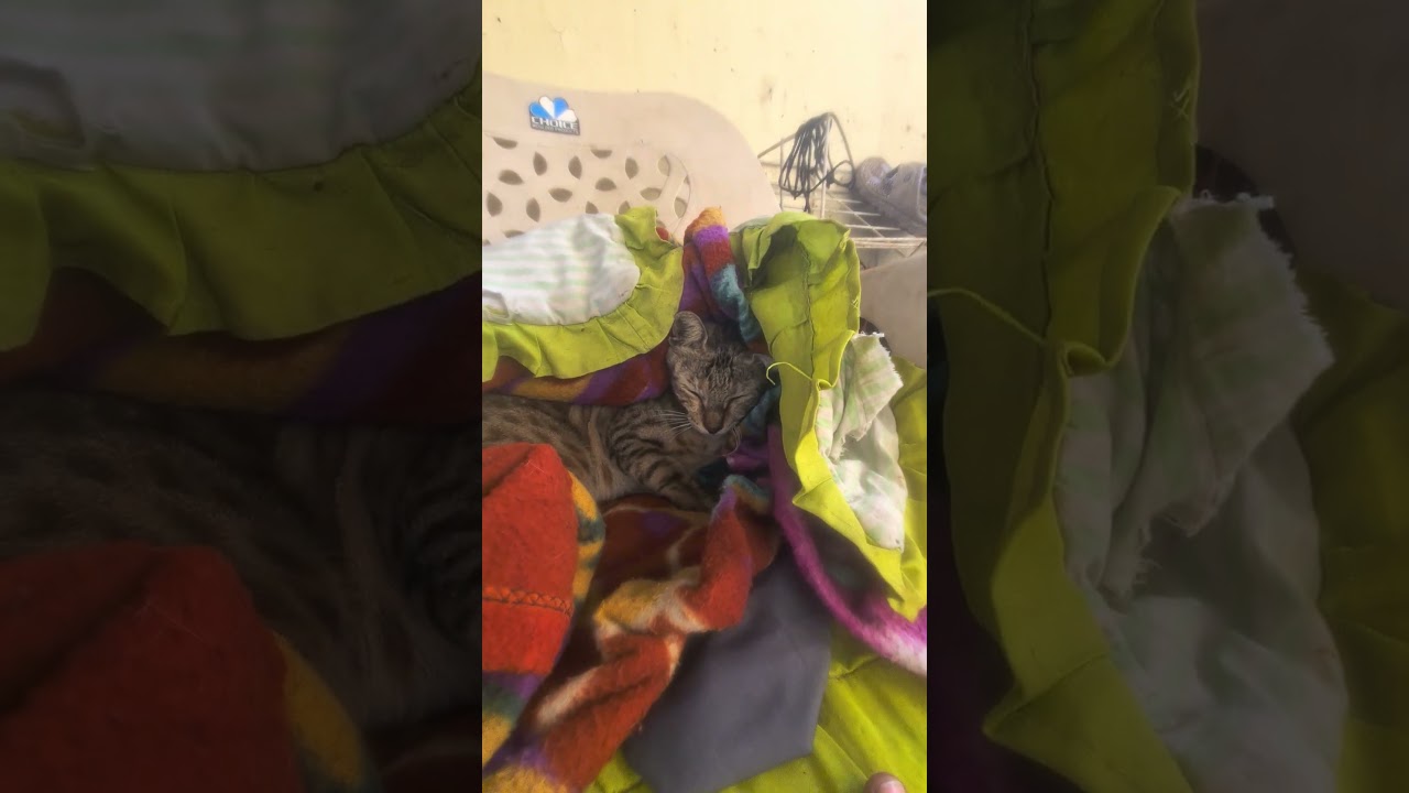 winter morning- #cat #anmals #shortsfeed #cuteanimals