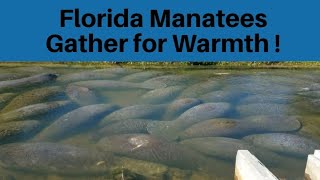 Manatees Gather in Florida Canal for Warmth