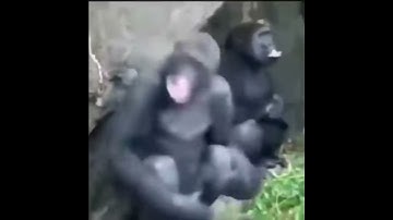 Monkey.exe Error