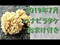 【山菜＆キノコ】ハナビラタケ初収穫、そしておまけ付き(20190713)