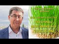 Как сделать ростки пшеницы Максимально Полезными, Петр Аюшеевич Шаблин