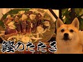 旬の味覚「戻り鰹のたたき」を食べる柴犬