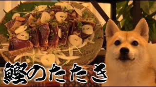 旬の味覚「戻り鰹のたたき」を食べる柴犬