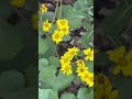 大吴风草 Farfugium japonicum