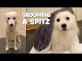 How Often Should You Groom A Japanese Spitz? の動画、YouTube動画。